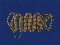 藏品(大頭蛇)的圖片